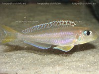 /album/fotogaleria-xenotilapia-flavipinnis-red-royal-kekese/xenotilapia-flavipinnis-red-royal-kekese-1-jpg/